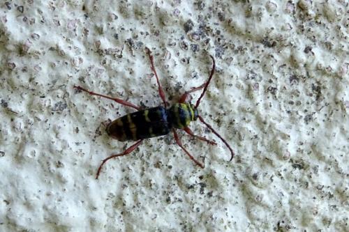 Réf. 210 939 : Plagionotus detritus